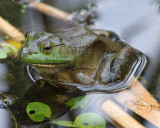 Bullfrog