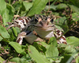 Leopard frog watching