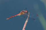 Ruby Meadowhawk (female)