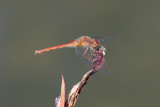 Ruby Meadowhawk (female)