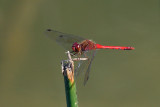 Ruby Meadowhawk (male)