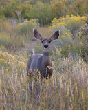 Mule Deer