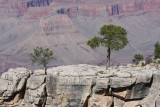 Ridge with trees