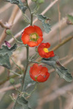 Scarlet Globemallow