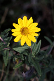 Cowpen Daisy