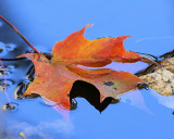 Leaf on sky blue water