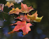 Fall leaves