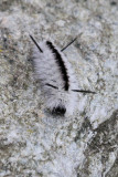 Banded Tussock Moth caterpillar - white