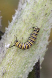 Monarch caterpillar