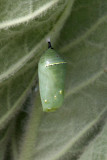 Monarch chrysalis