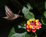 White-lined Sphinx Moth