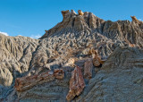 petrified woods