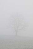 Foggy