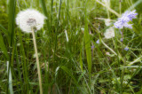 Dandelion Clock