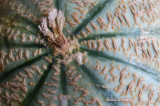 Melon
