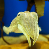 Beautiful Cephalopod