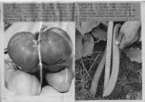 080869 large vegatables.jpg