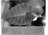 081975_big plant.jpg