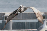 Brown Pelican