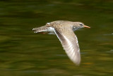 Shorebirds