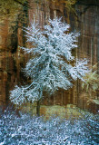 Orchard - Capitol Reef Nationa. Park