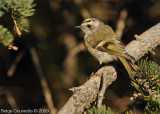 Roitelet  Couronne Dor // Golden-Crowned Kinglet