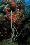 Rope sponge and other corals/spronges