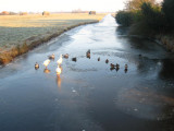 003 - naar fort Ruigenhoek: eendjes creeren een wak