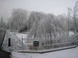 057 - Voordorpsedijk: uitgesneeuwde mist op de bomen