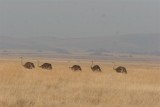 Tanzania, Safari - Oktober 2006 - 1017