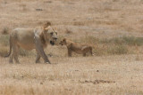 Tanzania, Safari - Oktober 2006 - 1049