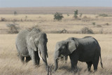 Tanzania, Safari - Oktober 2006 - 910