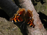 Compton Tortoiseshell