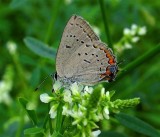 Acadian Hairstreak