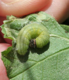 Common Checkered-Skipper caterpillar