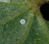 Common Checkered-Skipper egg