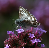 Common Checkered-Skipper