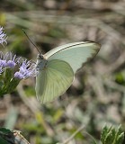 Great Southern White