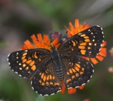 Harriss Checkerspot