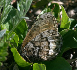 White-veined Arctic