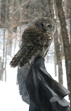 Barred Owl