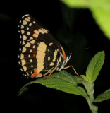 Bordered Patch