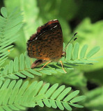 Rounded Metalmark