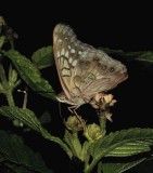 Tawny Emperor