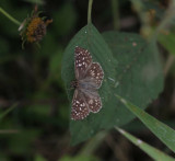 Tropical Checkered-Skipper