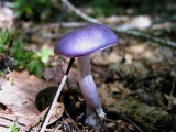 Cortinarius iodes