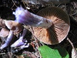 Cortinarius sp