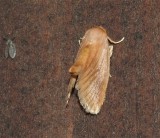Early Buttonslug Moth