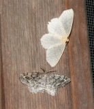 Straw Besma Moth, top, Homochlodes fritillaria, bottom