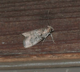 Pococera asperatella, Maple Webwrom Moth,5606?